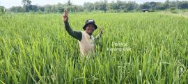 Terbaik di Bulak Randu Alas, Padi Kang Yanto Bikin Kagum